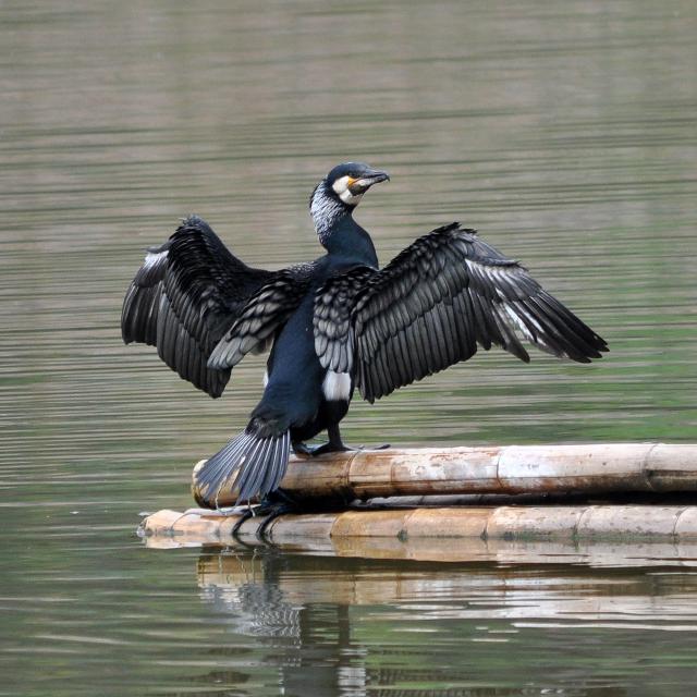 great cormorant